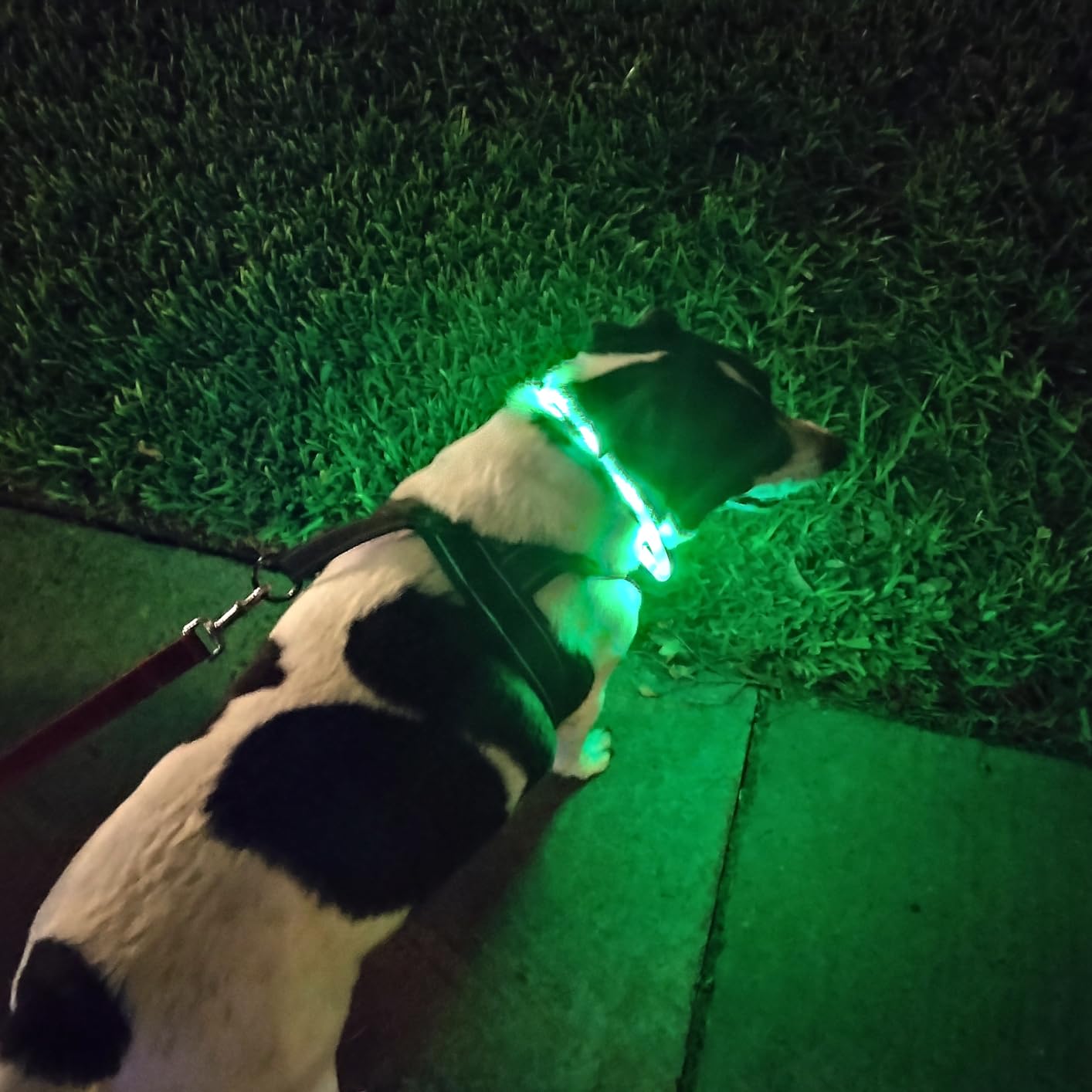 Silicone LED Dog Collar,USB Re - Tech Dog Accessories のレビューと価格